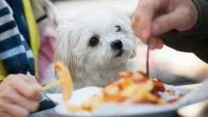 От храненето на кученцето на териер - всички правила за балансирано хранене